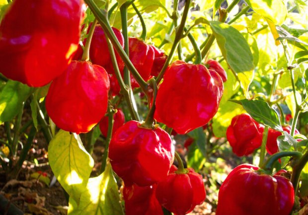 Habanero Red Savina Habanero Red Savina