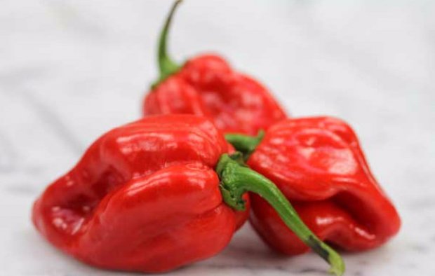 Habanero Red Caribian Habanero Red Caribian