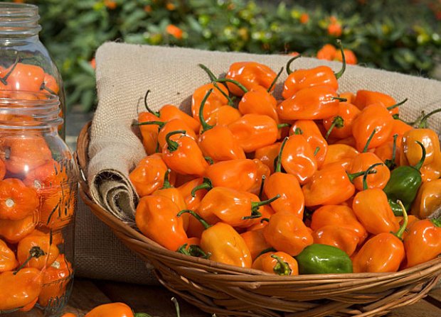 Habanero Tigerpaw-nr. Habanero Tigerpaw-nr.