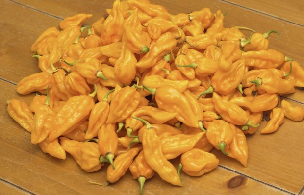 Habanero Fataly Habanero Fataly