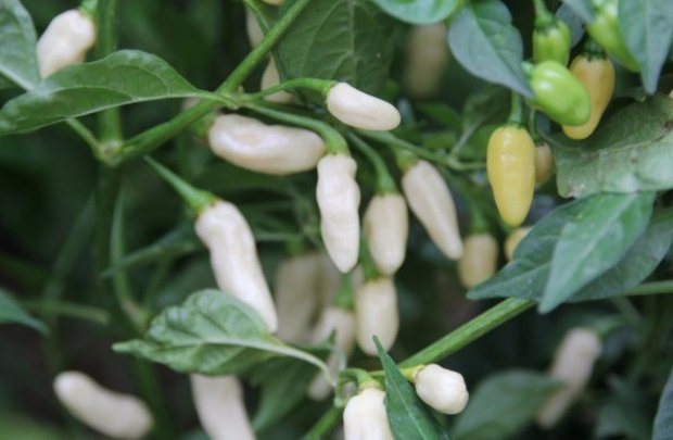 Habanero White Habanero White