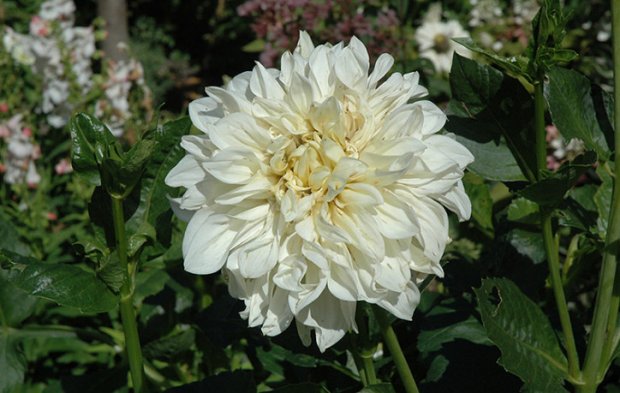 Fleurel Fleurel