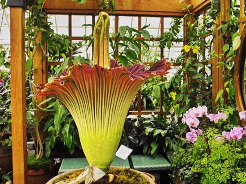 Аморфофаллус особенности выращивания - необычного цветка - в домашних условиях