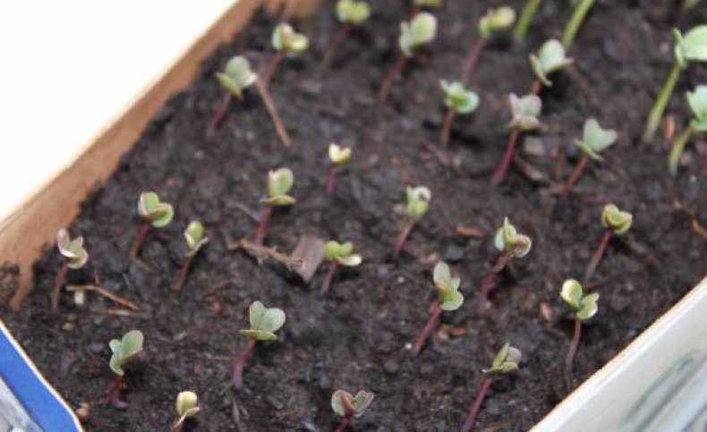 Как выращивать капусту брокколи в открытом грунте саженцами?