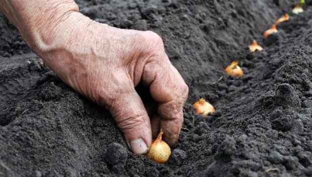 Фармайод Инструкция По Применению Для Овощей