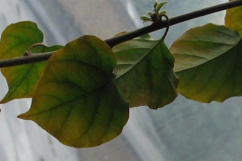 Можно ли выращивать бугенвиллию в открытом грунте?