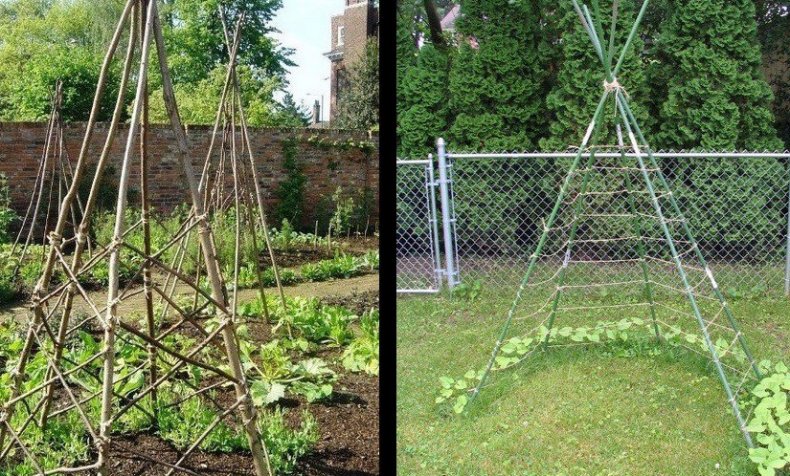 Можно ли выращивать бугенвиллию в открытом грунте?