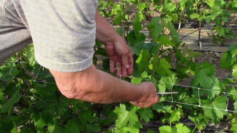 Как правильно обрезать виноград от ненужных побегов летом