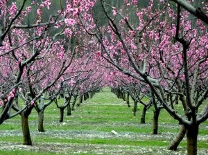 Цветущий персиковый сад