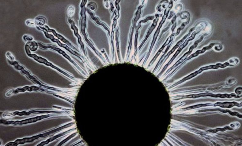 грибок рода Uncinula