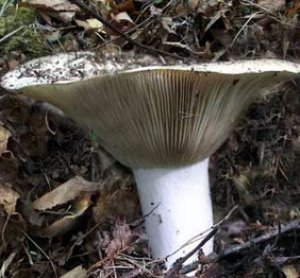 Где искать и как собирать подгруздок белый (фото и описание гриба)