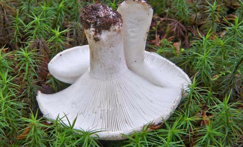 Где искать и как собирать подгруздок белый (фото и описание гриба)