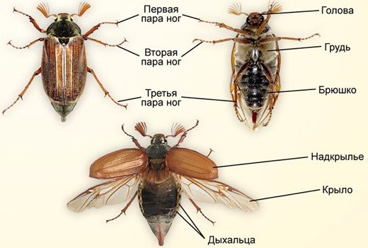 Что едят майские жуки: особенности жизненного цикла вредителя сада