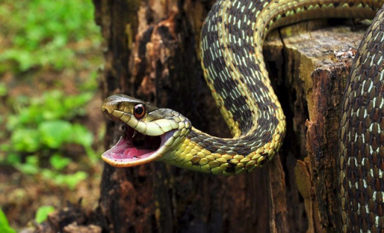 Как вывести змей с дачного участка