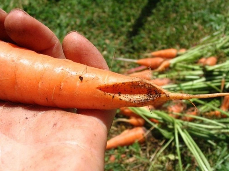 Треснувшая морковь