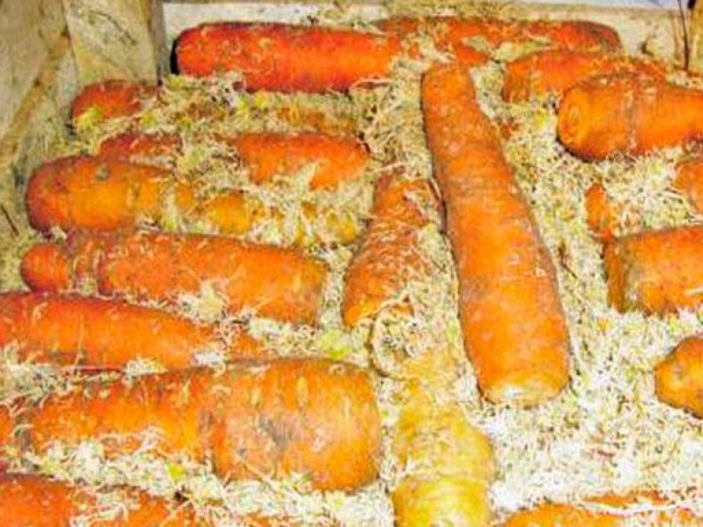 Морковь в хвойных опилках
