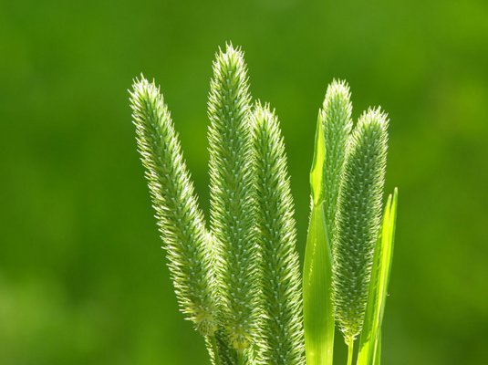 Как выглядит трава тимофеевка фото и описание