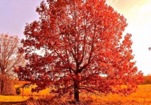 Красный дуб фото. Дуб красный, фото, описание, условия выращивания, посадка, уход