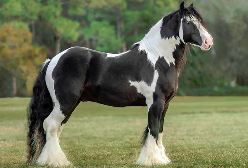 Тинкер (цыганская упряжная лошадь, ирландский коб): описание породы