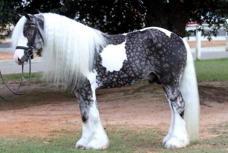 Тинкер (цыганская упряжная лошадь, ирландский коб): описание породы