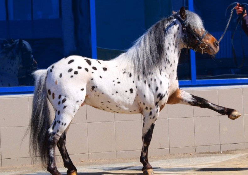 Лошадь аппалузской породы