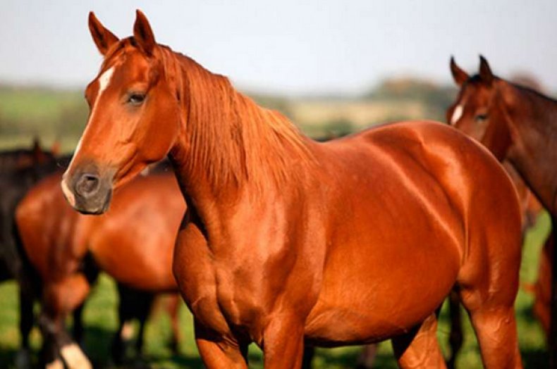 Красные лошади