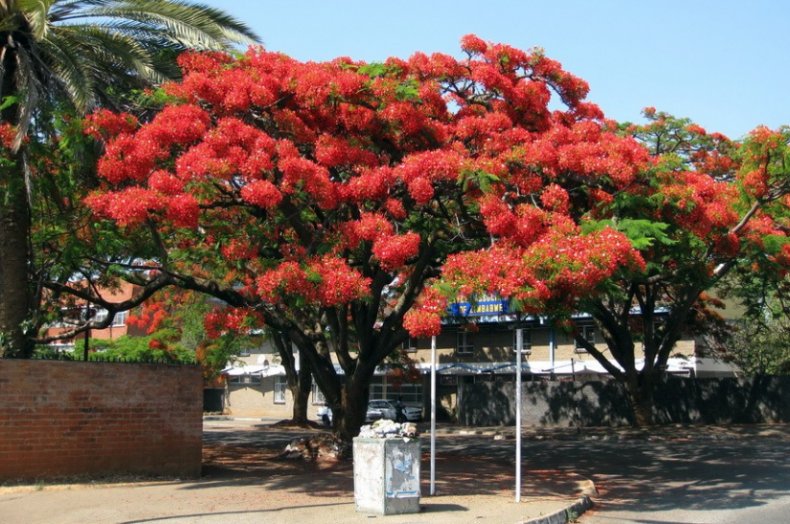 африканское тюльпановое дерево
