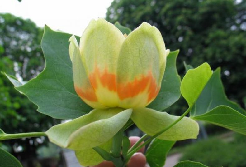 Тюльпановое дерево