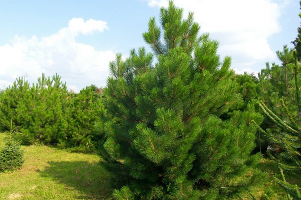 Сосна черная: описание и особенности выращивания