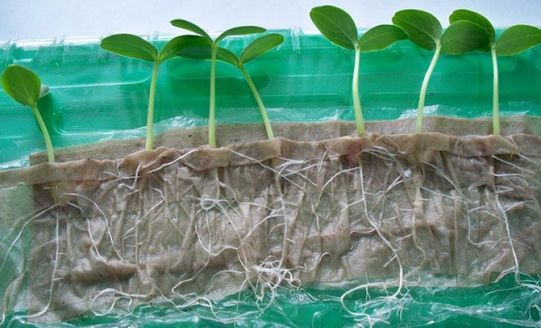Как вырастить рассаду без почвы с помощью туалетной бумаги