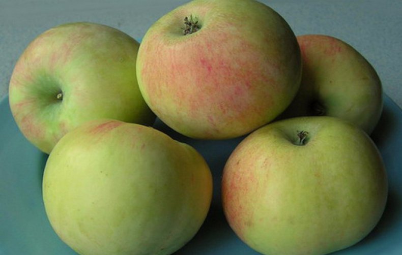 Плоды яблони Имрус