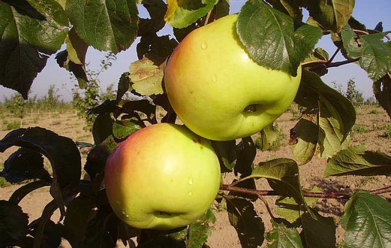 Яблоки Имрус Описание Фото
