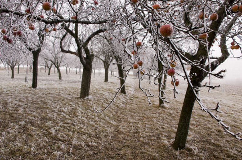 Яблоки зимой
