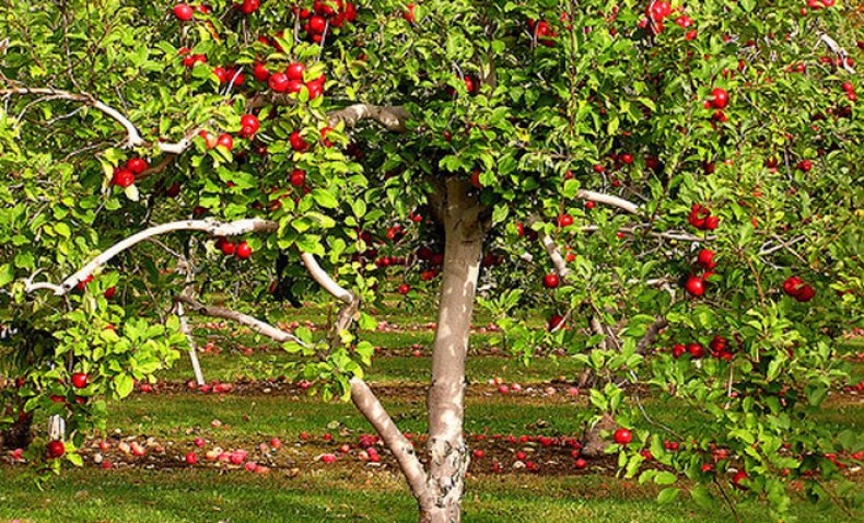 Описание и видовые характеристики яблони сорта Уралец, посадка и уход