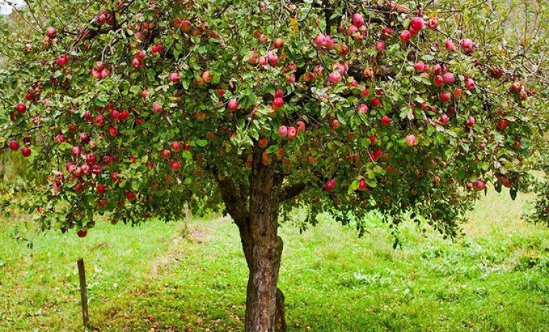 Описание и видовые характеристики яблони сорта Уралец, посадка и уход