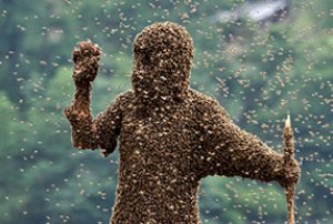 Пчелы на человеке
