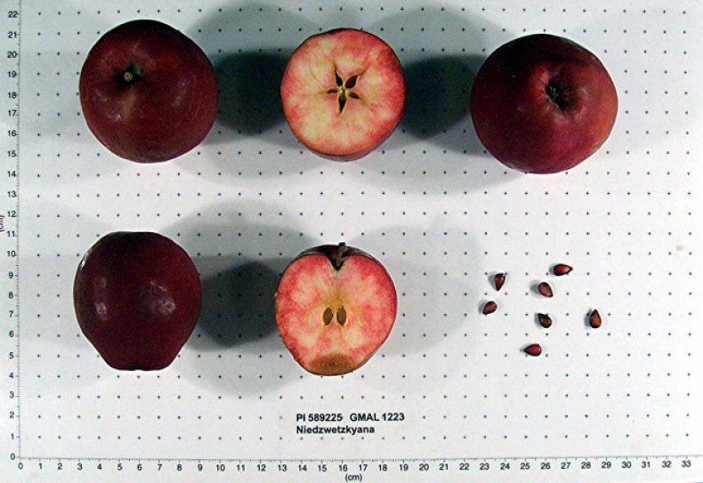 Плоды яблони Недзвецкого