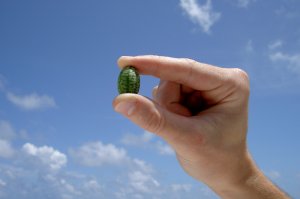 Самый маленький арбуз в мире