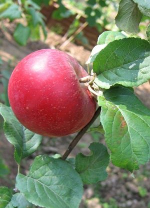 Секреты успешного выращивания яблони Краса Свердловска