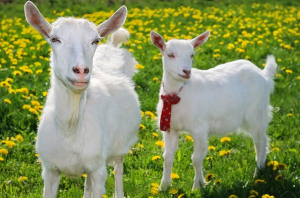 Разведение и выращивание коз как бизнес в домашних условиях 2019