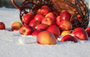 Зимние сорта яблок