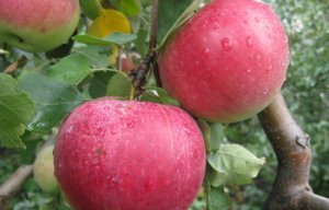 Агротехника выращивания яблони Рождественское