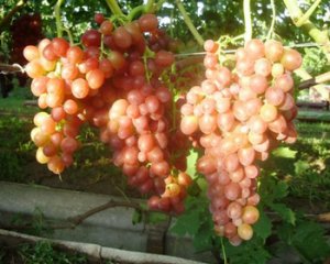 Виноград «Тасон»