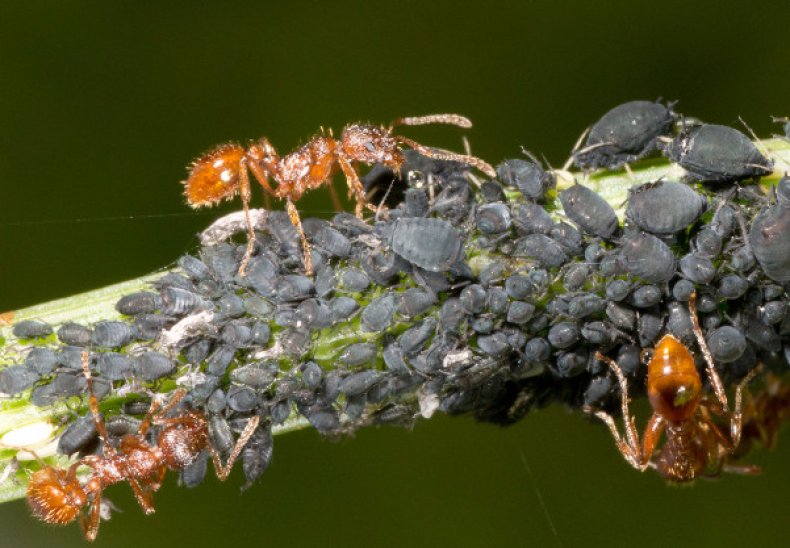 Черная тля и муравьи