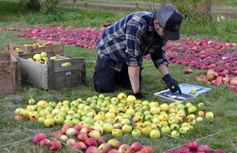 Удаляем испорченные яблоки