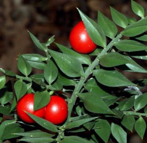 Иглица (рускус) особенности выращивания многолетнего растения