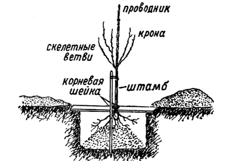 Схема посадки вишни