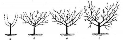 Схема обрезки абрикоса