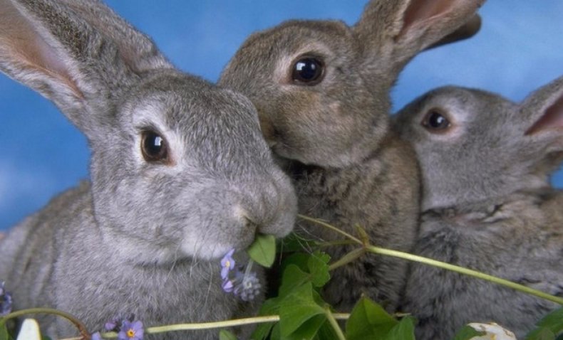 Едят ли кролики лопухи?