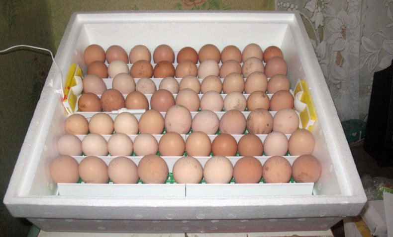 таблица, инкубация, гусиный, яйцо
